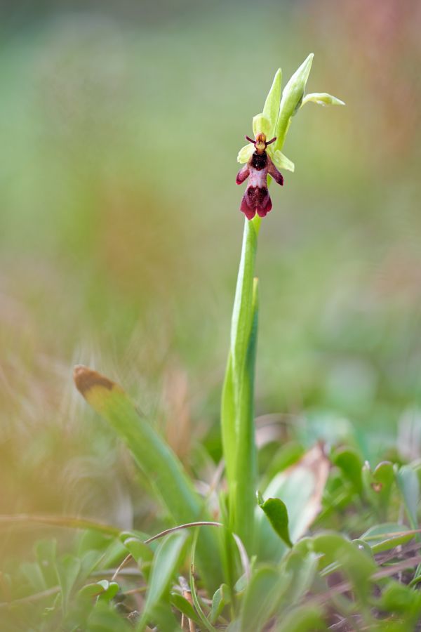 Fliegenragwurz (Ophrys insectifera)