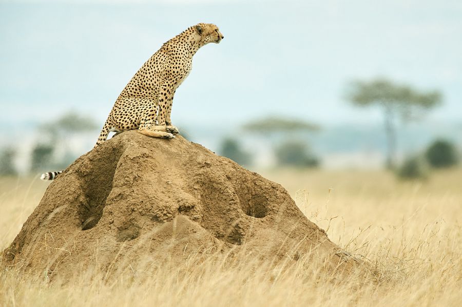 Gepard sitzt auf Termitenhügel