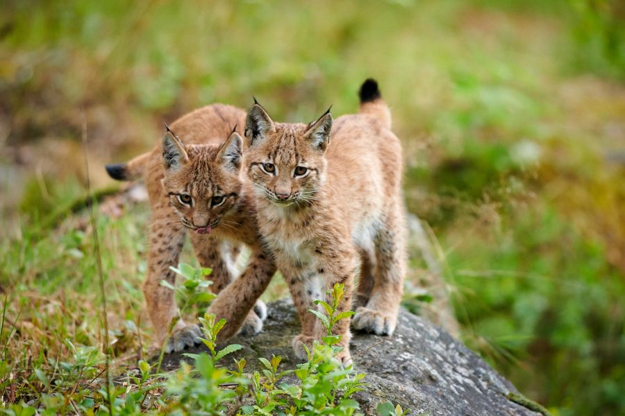 Jungluchse (Lynx lynx)