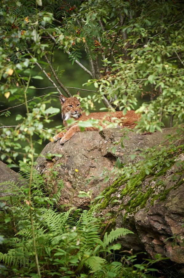 Luchs (Lynx lynx) auf Fels