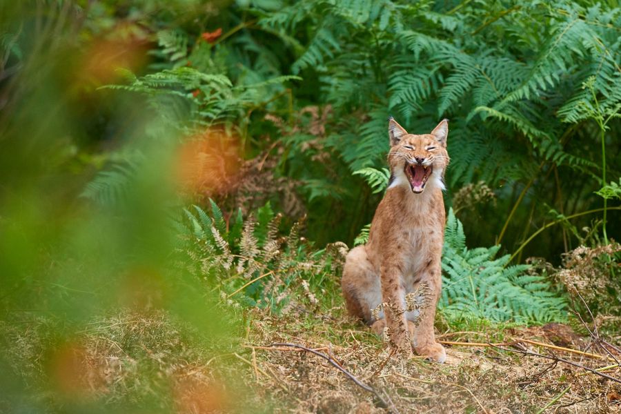 Gähnender Luchs (Lynx lynx)