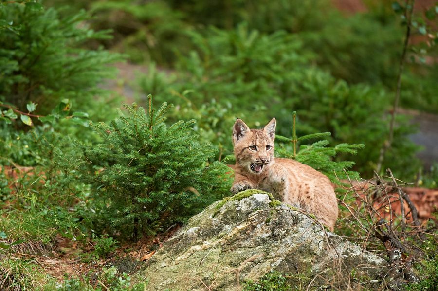 Jungluchs (Lynx lynx)