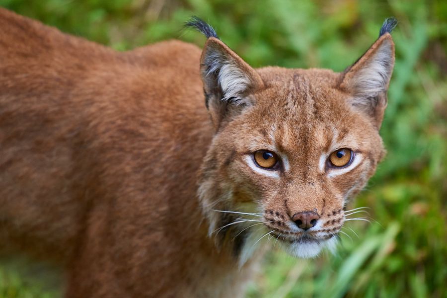 Luchsportrait (Lynx lynx)