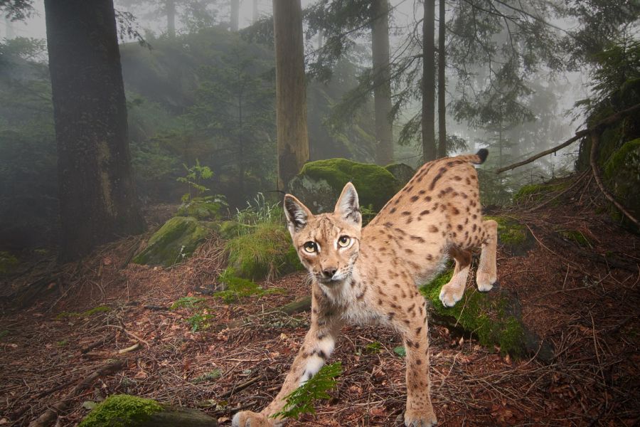 Luchs (Lynx lynx) im Nebelwald