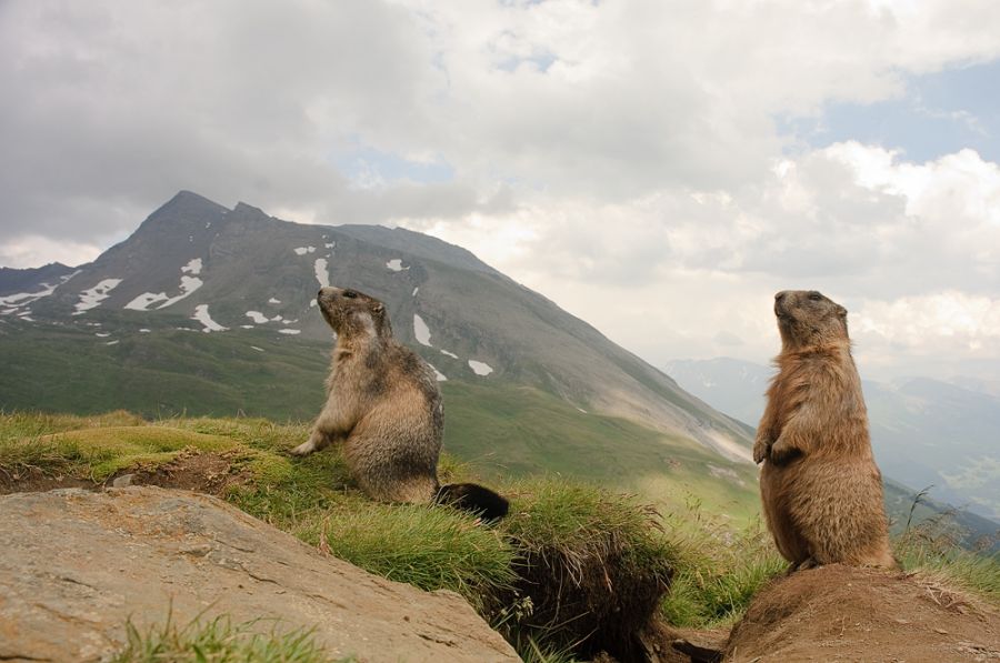 Alpen und Murmeltier (Marmota marmota)