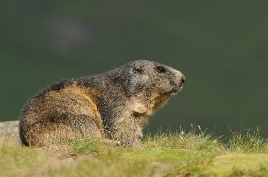 Erwachsenes Murmeltier (Marmota marmota)