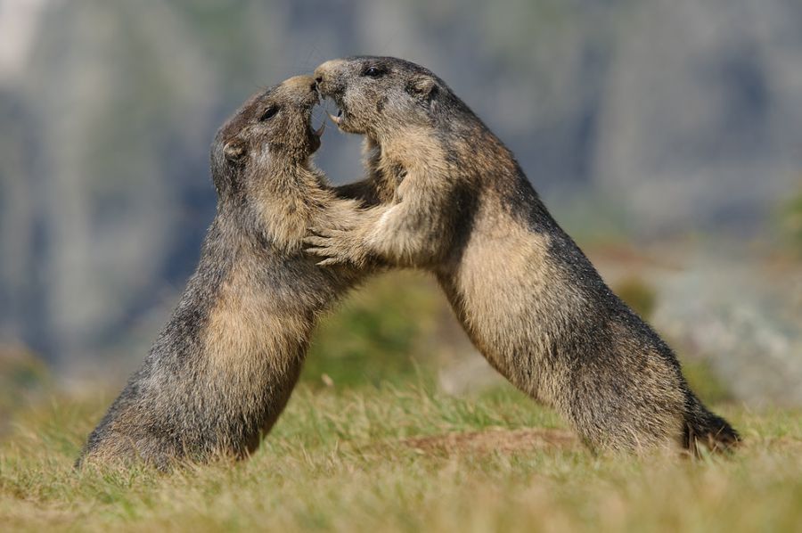 Kämpfende Alpenmurmeltiere (Marmota marmota)