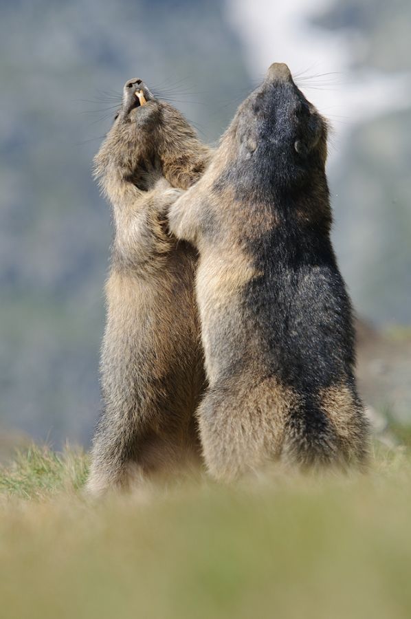 Kämpfende Murmeltiere (Marmota marmota)