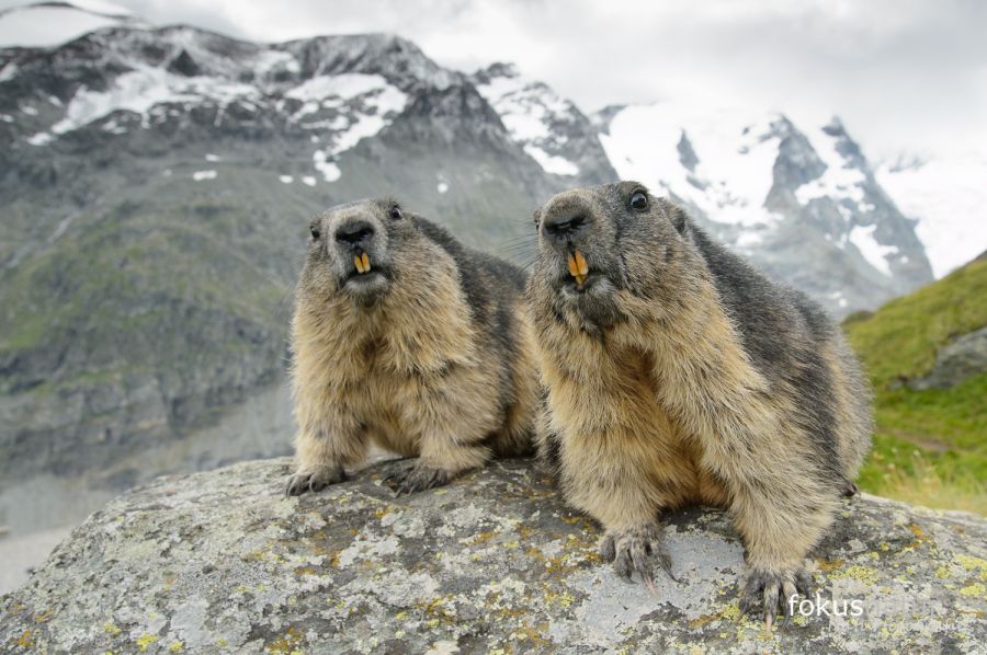 Zwei Murtmeltiere in den Alpen