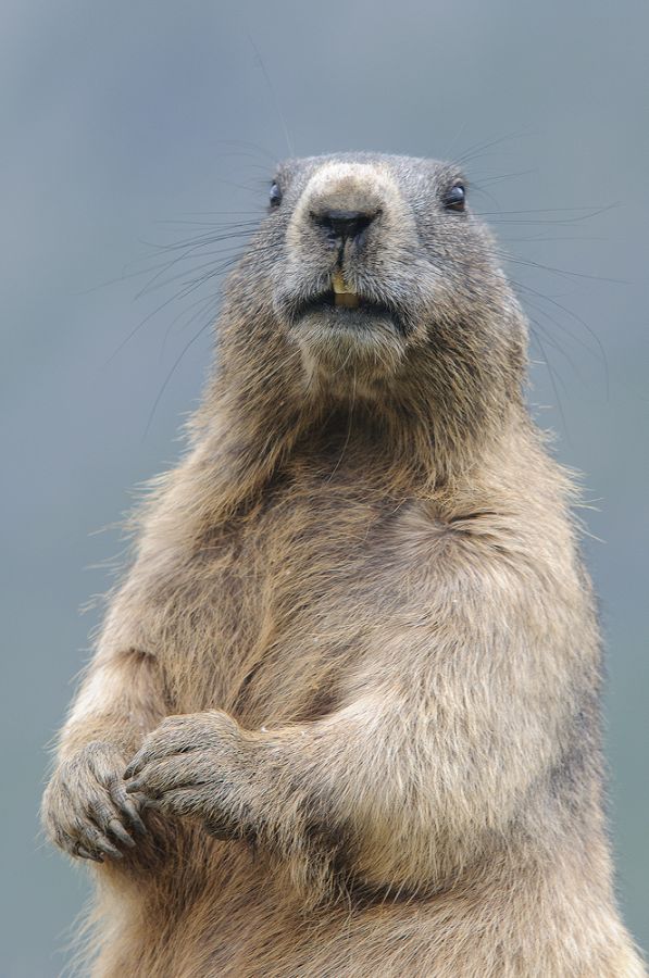 Wachsames Murmeltier (Marmota marmota)
