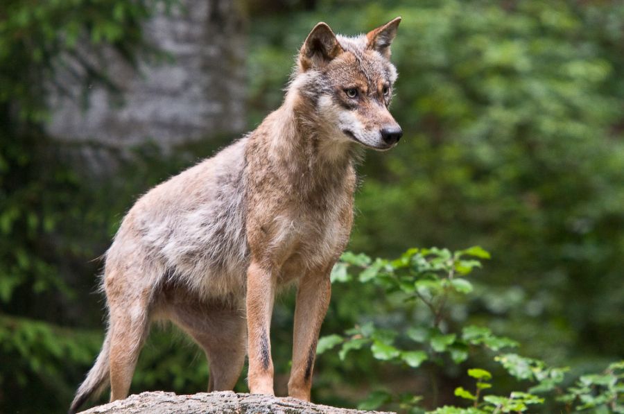 Europäischer Wolf (Canis lupus europaeus) - C