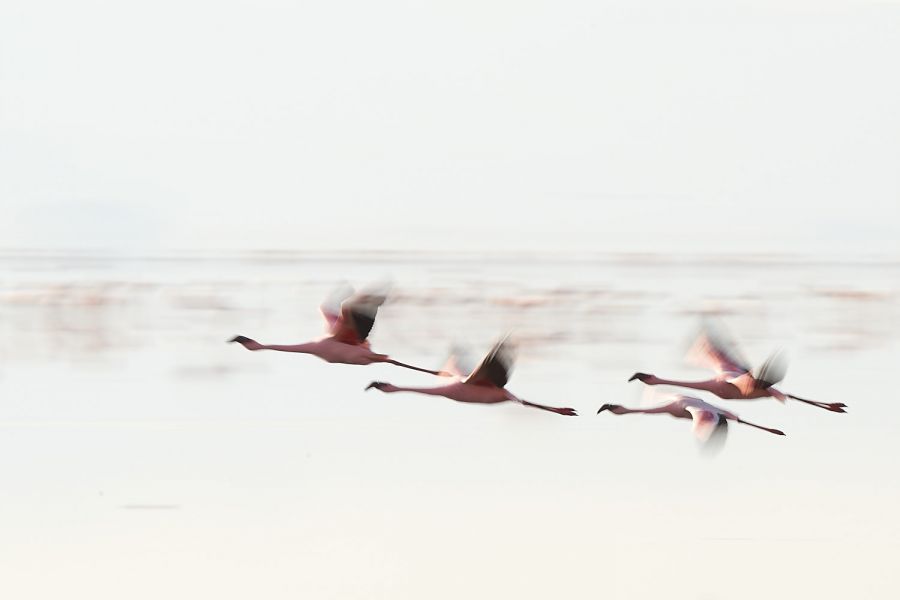 Flamingos am Lake Natron