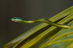 Papageienschlange (Leptophis mexicana)