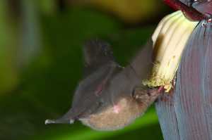 Langzungenfledermaus (Glossophaga soricina)