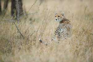 Gepard in der Savanne