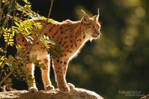 Europäischer Luchs (Lynx lynx)
