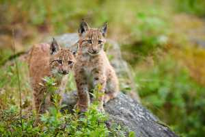 Jungluchse (Lynx lynx)