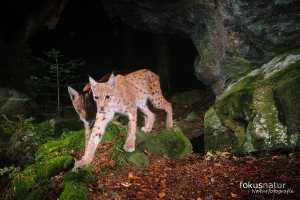 Luchs (Lynx lynx) auf der Kamerafalle