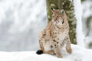 Luchs (Lynx lynx) im Schnee
