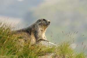 Erwachsenes Murmeltier (Marmota marmota)