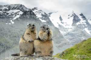 Murmeltiere (Marmota marmota)