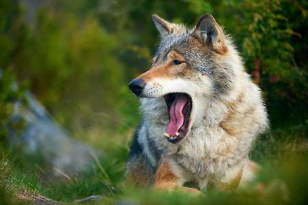 Europäischer Wolf (Canis lupus)