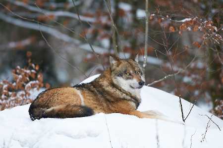 Europäischer Wolf (Canis lupus)