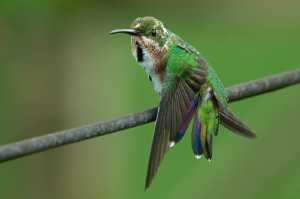 Kolibris