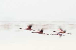 Flamingos am Lake Natron